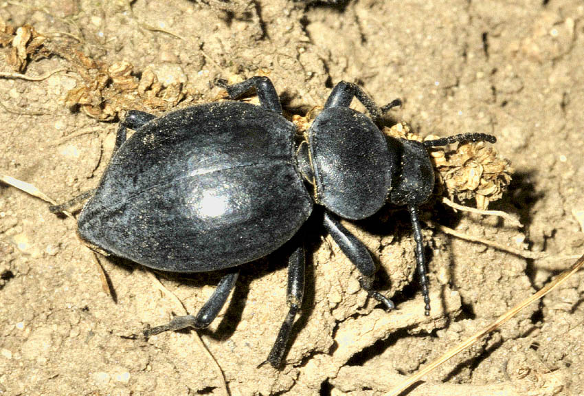 Coleottero Tenebrionidae: Tentyria sp..